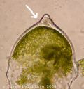 Codium fragile